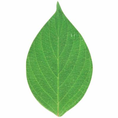 American Metalcraft Cheese Paper Leaf 7 Inch; 250 Each - High Mart Wholesale